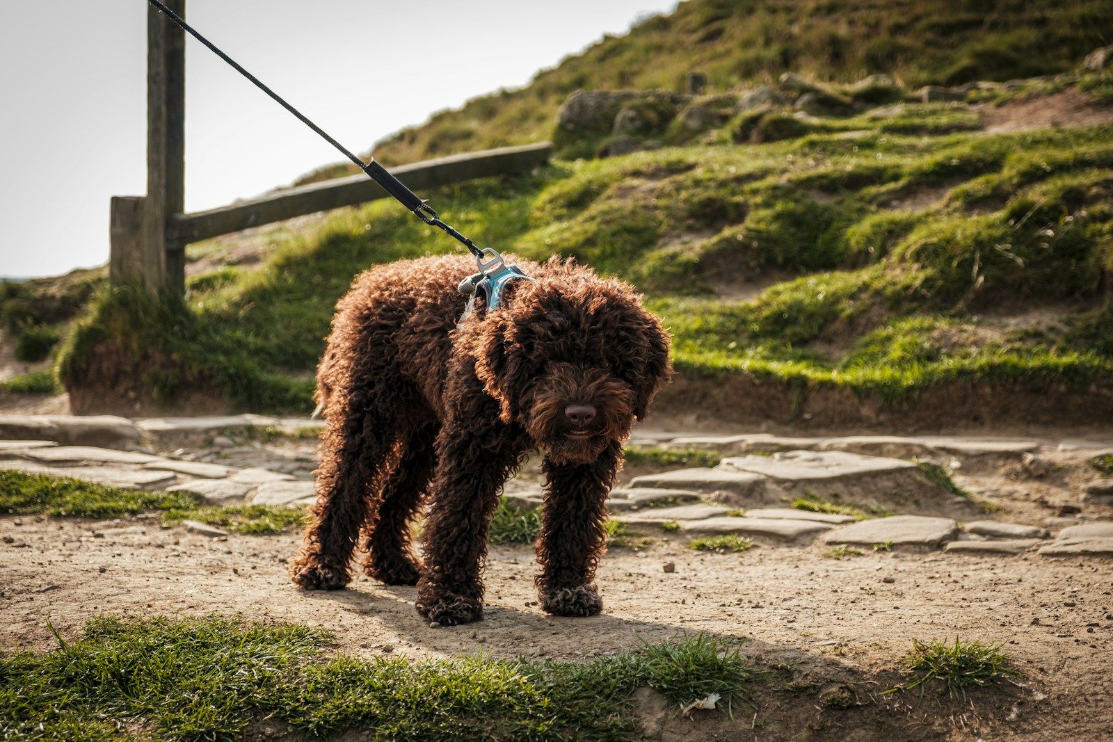 Brown poodle standing on a leash on a path on a hillside