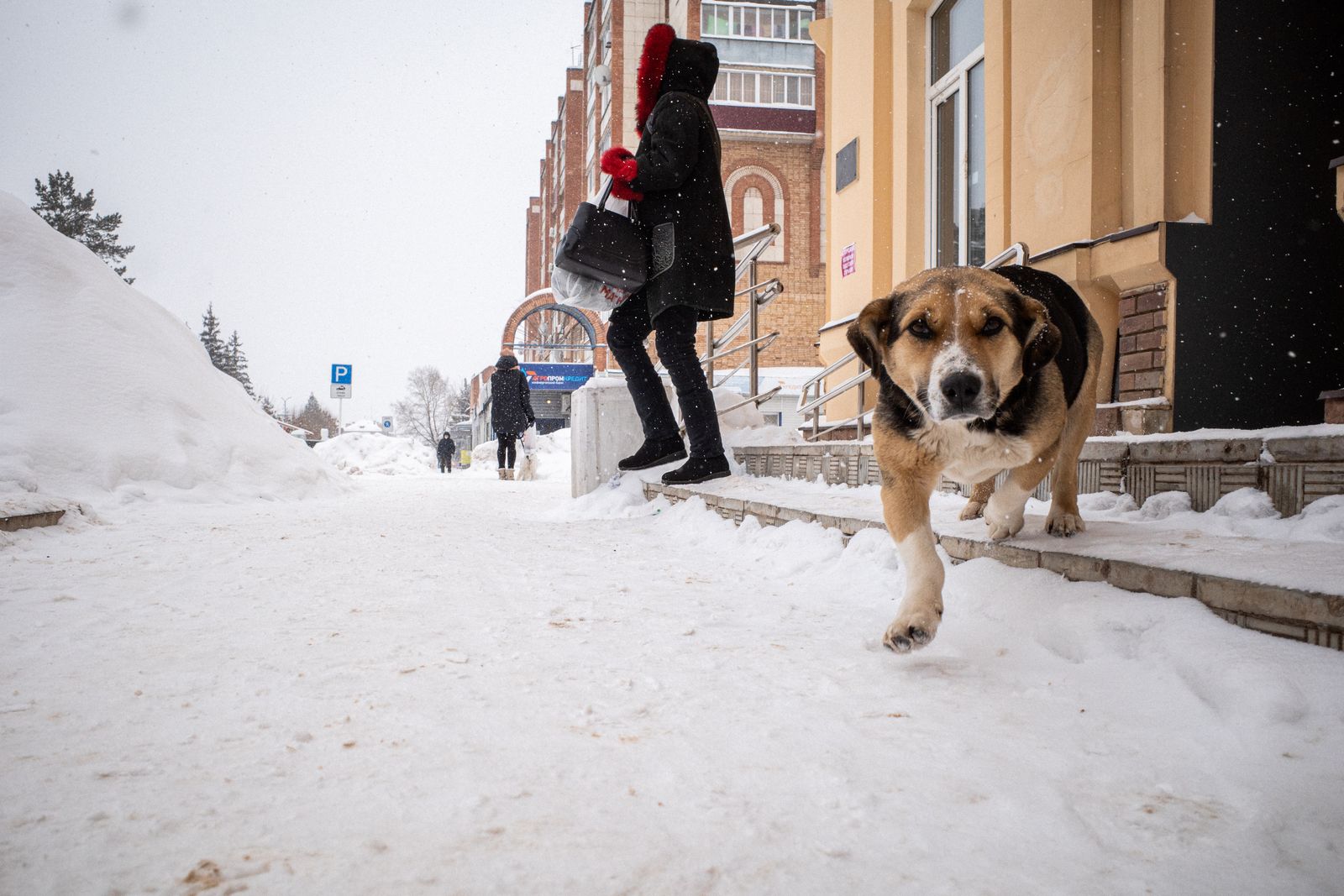 Hund läuft im Winter über einen verschneiten Gehweg in der Stadt
