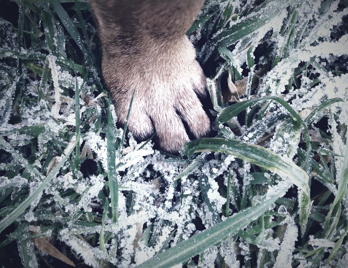 Nahaufnahme einer Hundepfote auf frostigem Untergrund im Winter