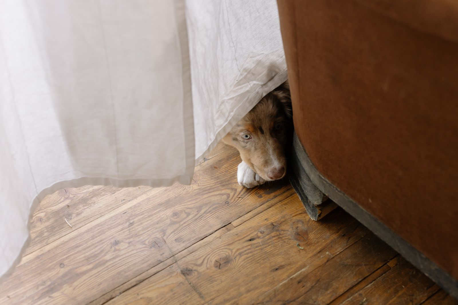 Hund schaut vorsichtig hinter dem Sofa hervor in seinem neuen Zuhause