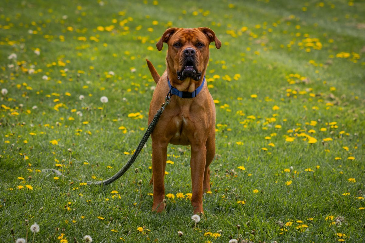 Hund geht ruhig an lockerer Leine über eine grüne Wiese