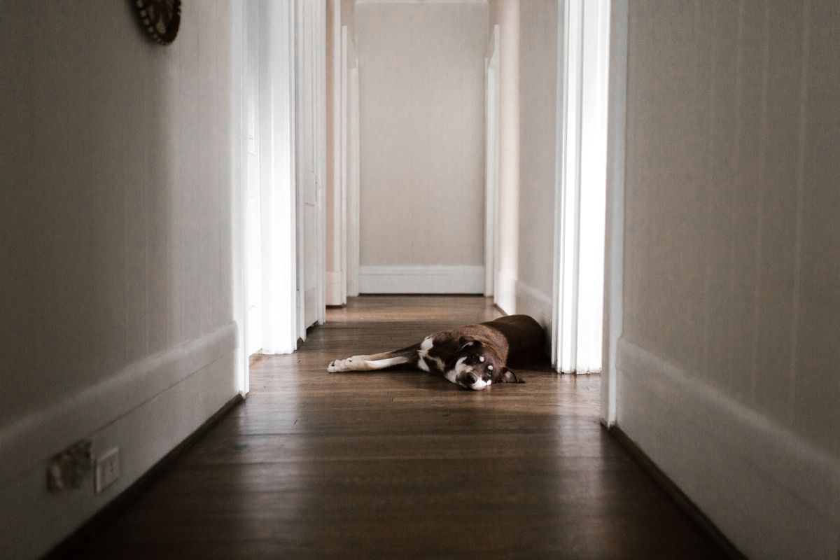 Hund ruht entspannt auf dem Boden in einem ruhigen, hellen Flur