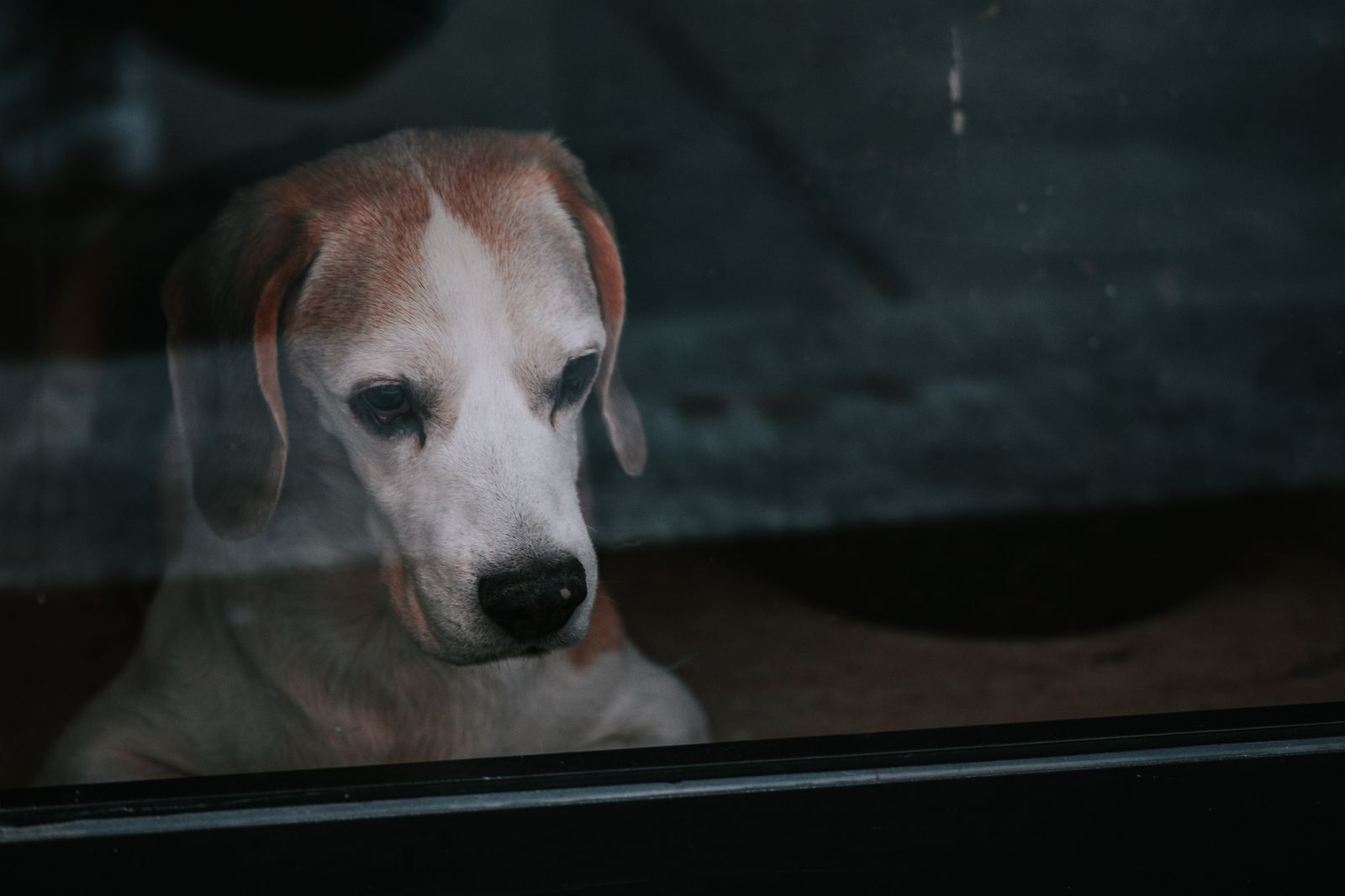 Dog with separation anxiety waits alone behind a window, looking out