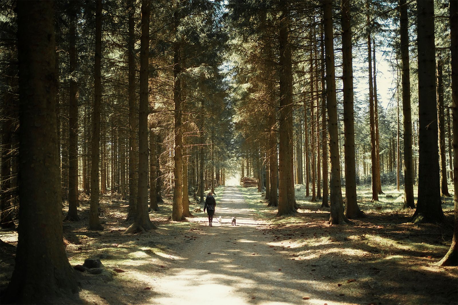 Mensch und Hund gehen bei Sonnenschein gemeinsam auf einem Wanderweg in der Natur