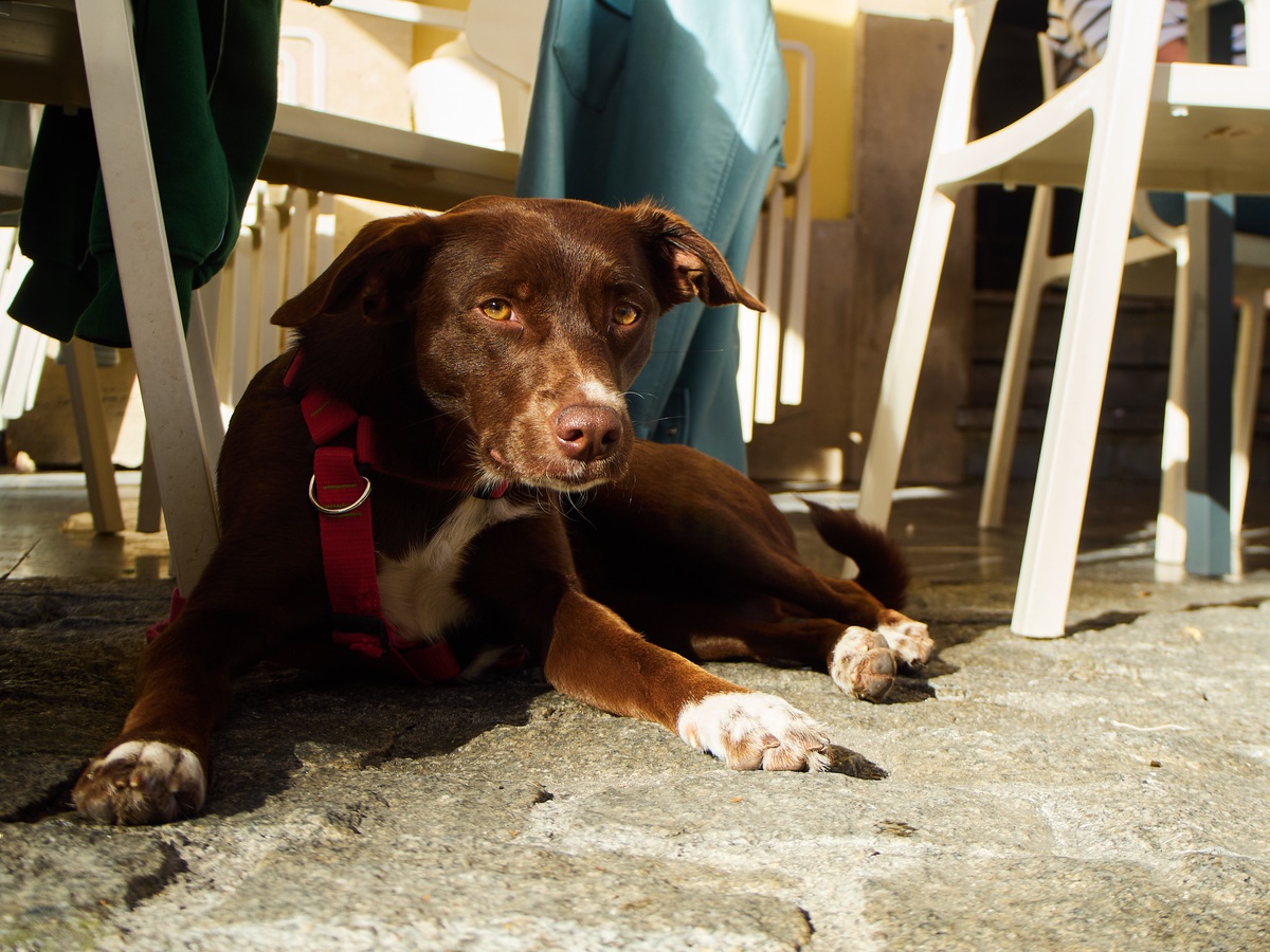 Hund liegt entspannt unter einem Tisch in einem Café