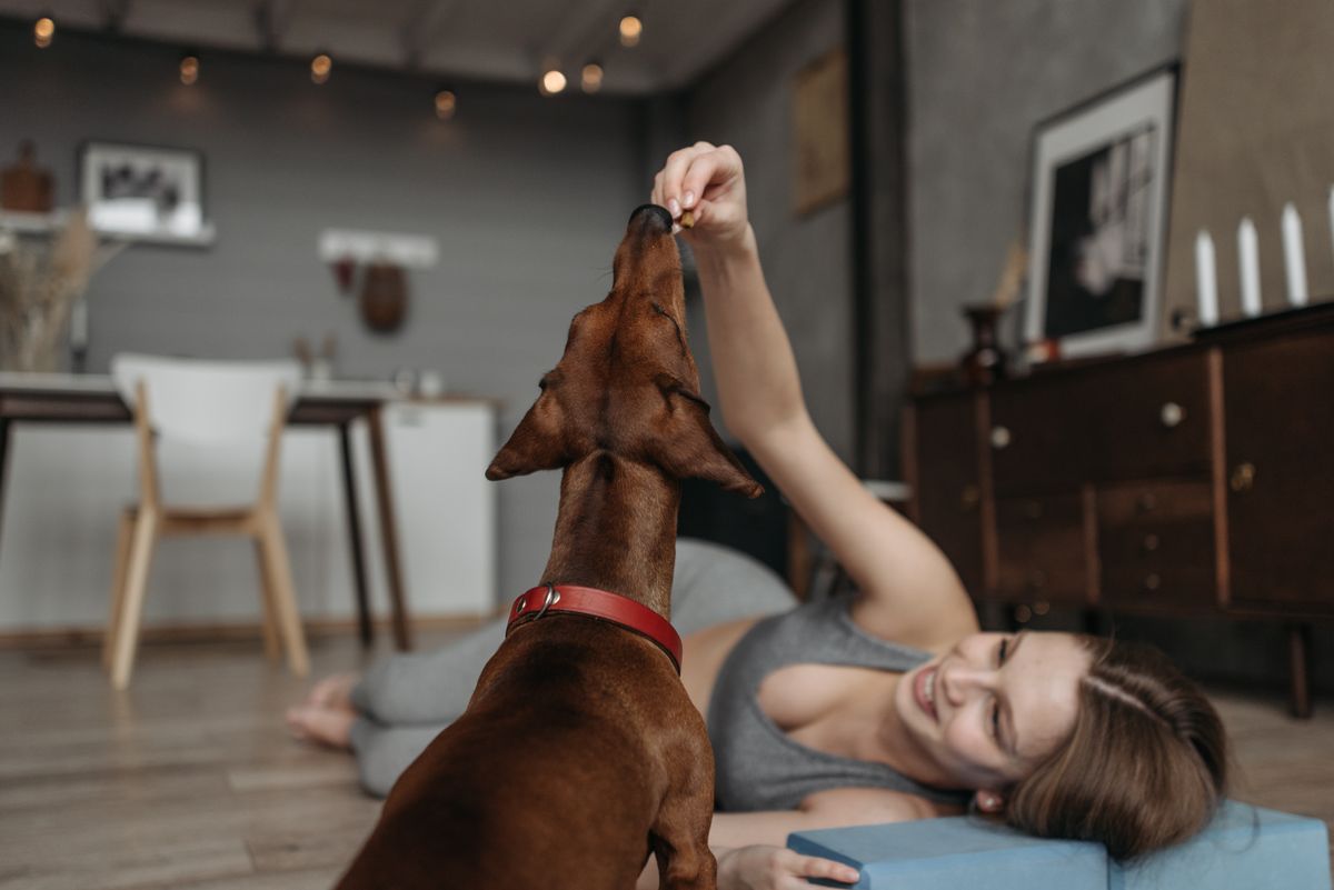 Frau beschäftigt ihren Hund zu Hause mit einem Leckerli-Spiel auf dem Boden