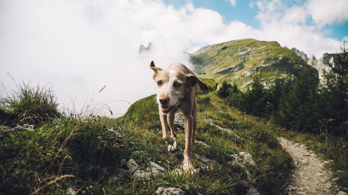 Hund auf einem Bergpfad bei einer Wanderung in den Bergen
