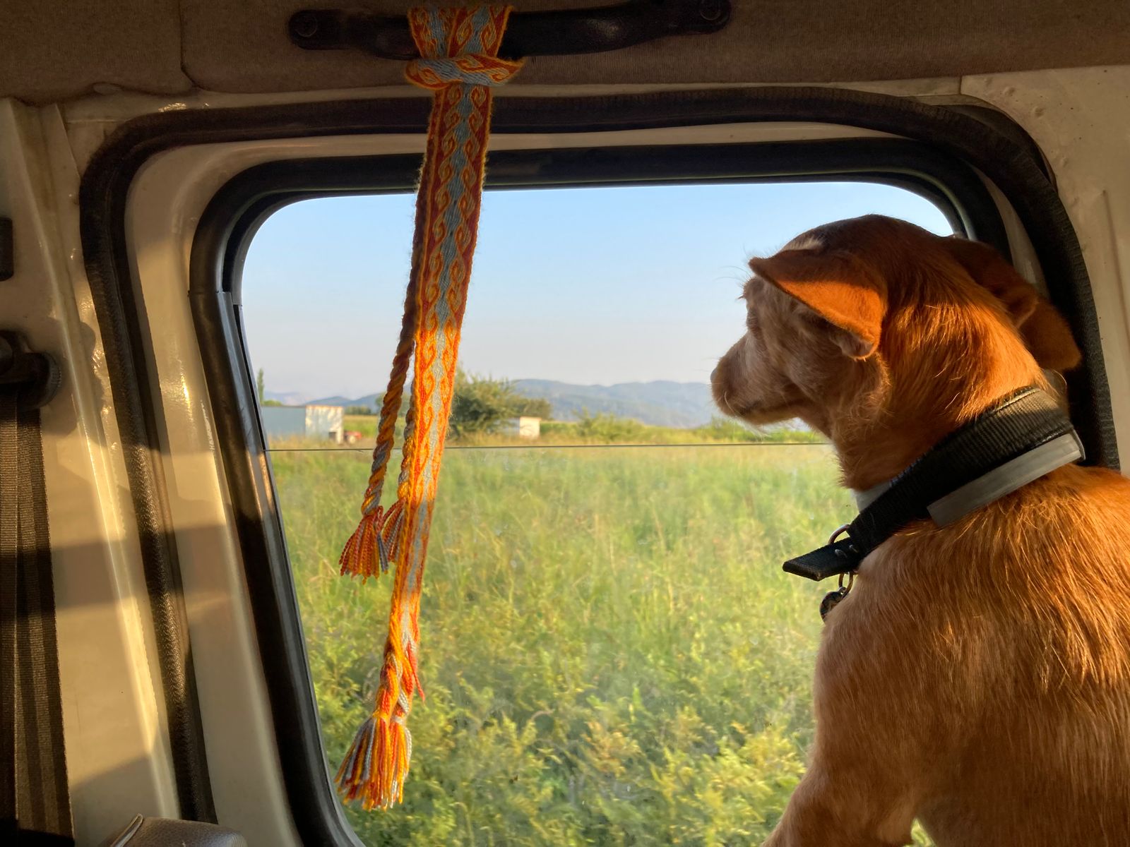 Dog looks expectantly out the window of a packed vacation car on a summer day