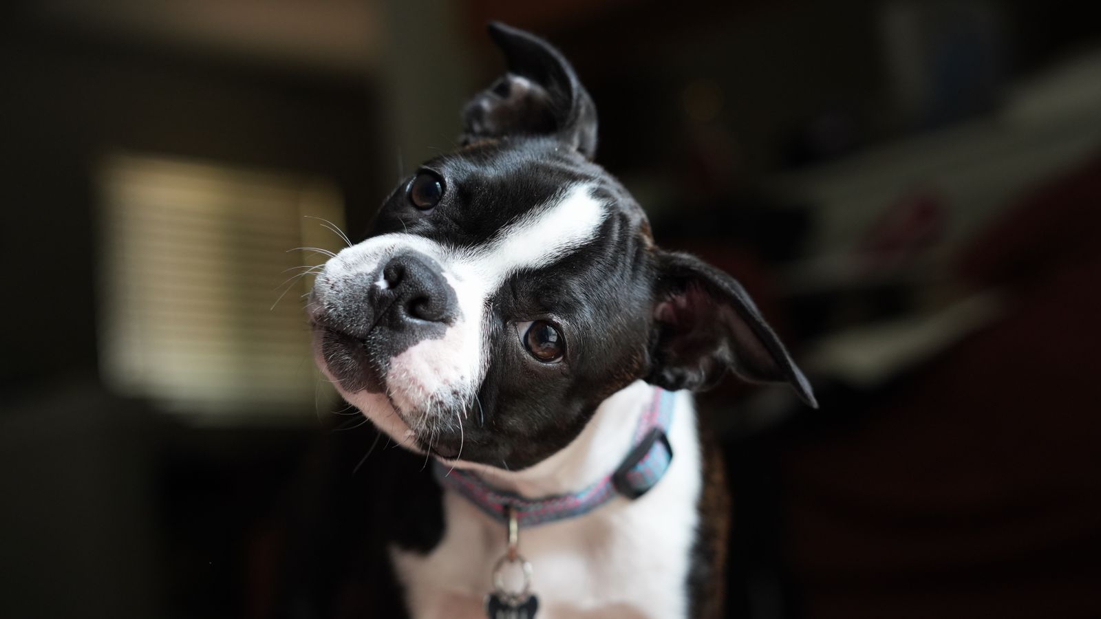 Dog tilts his head and listens closely, as if he understands