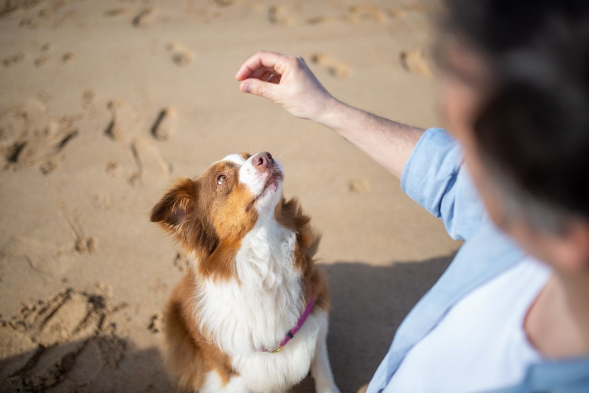 Australian Shepherd watching his person's hand signal with intense focus