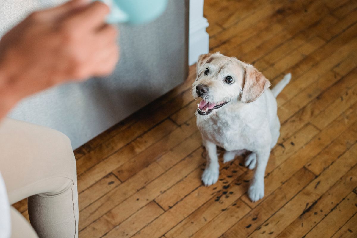 Attentive dog sits in front of his person, listening closely