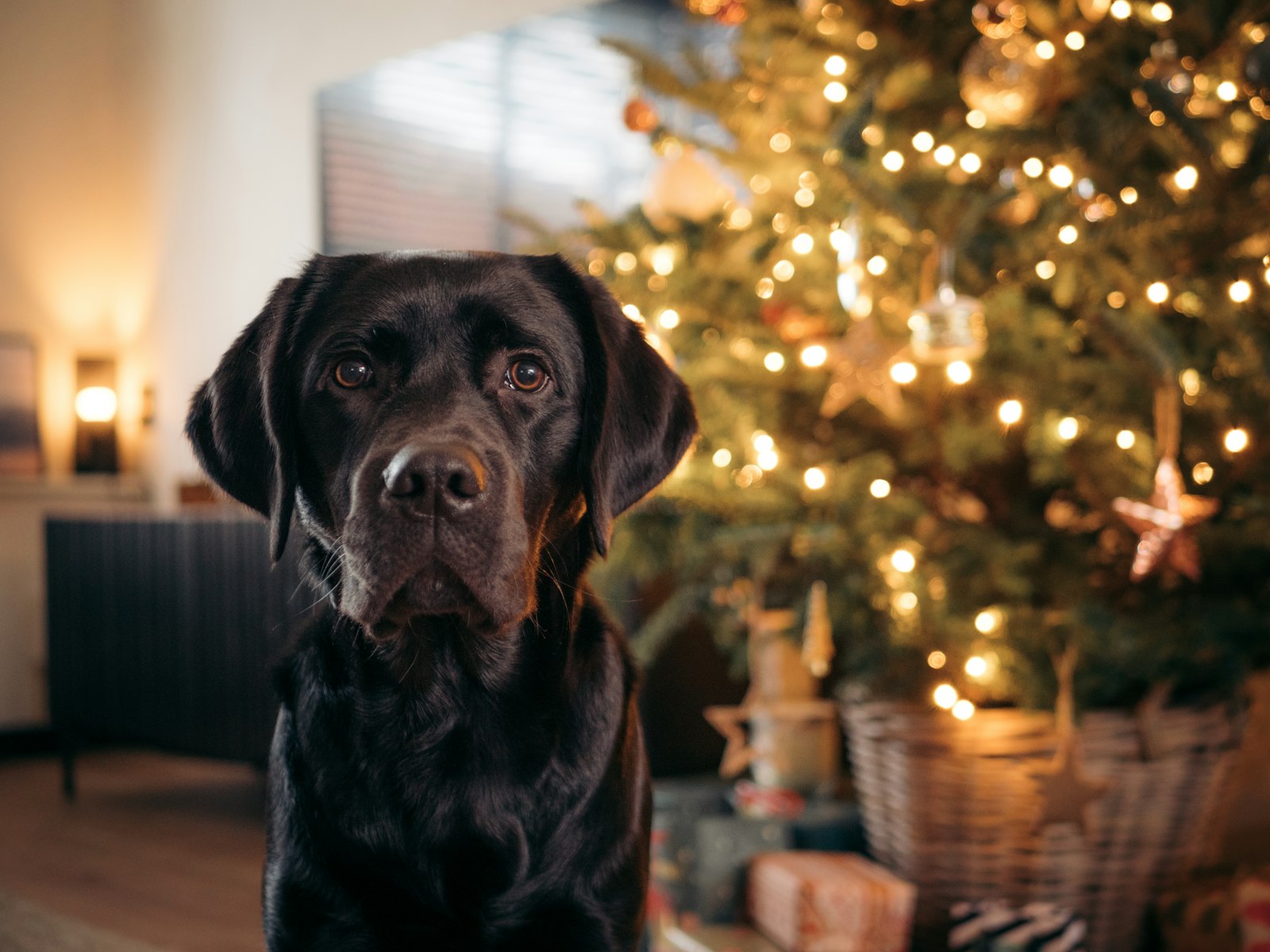 Black Labrador sitting calmly in front of a decorated Christmas tree with fairy lights
