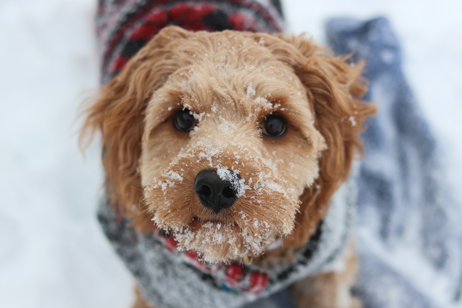 Brown dog in a knitted sweater with snow on its face looking at the camera