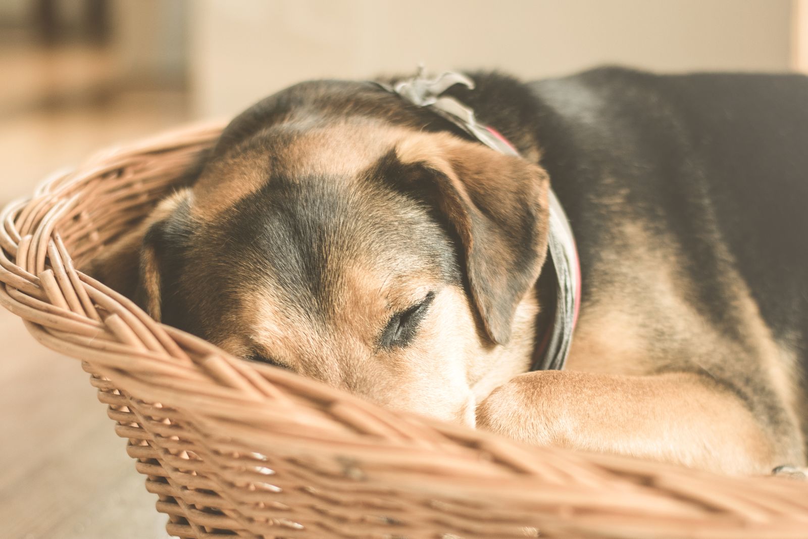 Junger Hund schläft entspannt allein in seinem Körbchen