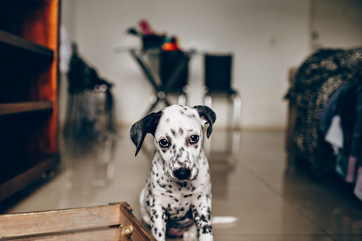 Junger Hund sitzt im Zimmer und schaut nach oben