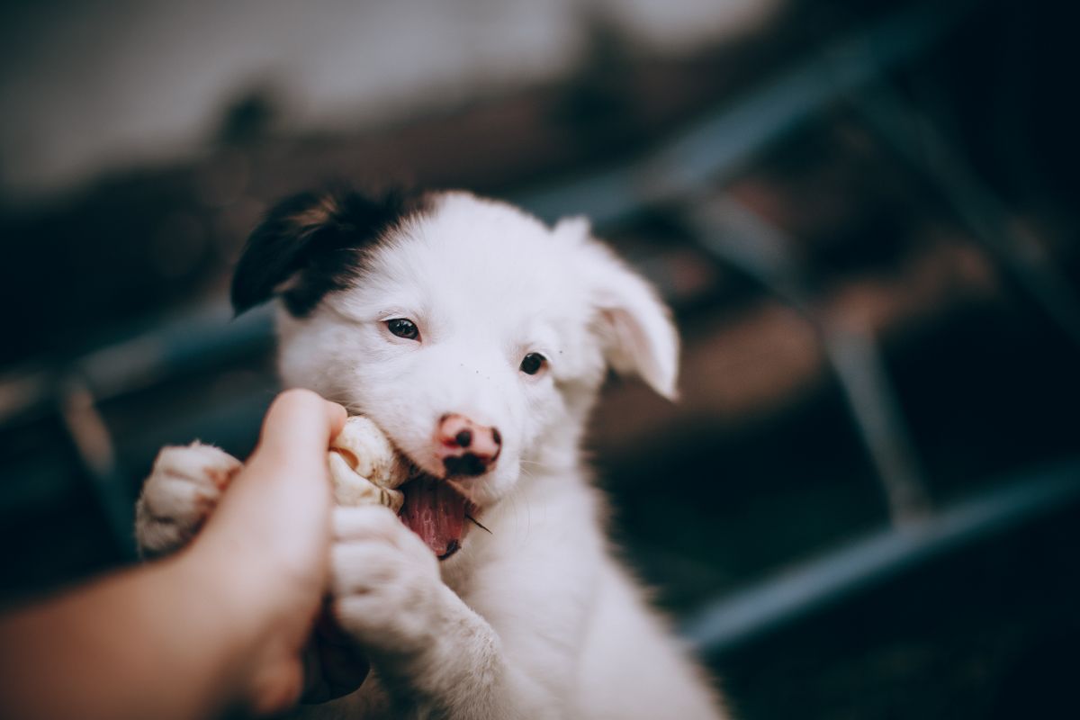 Brown puppy contentedly chewing a chew toy instead of a hand
