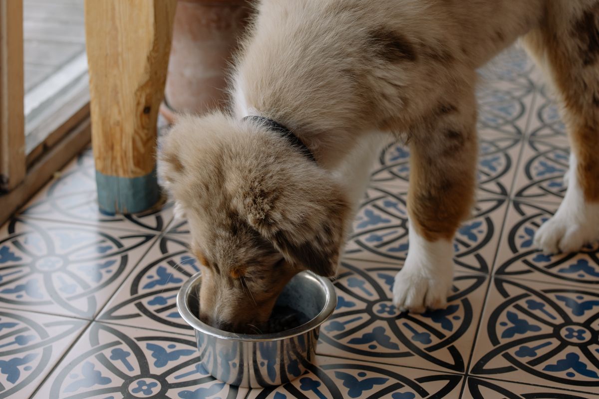 Australian-Shepherd-Welpe frisst aus einem Metallnapf