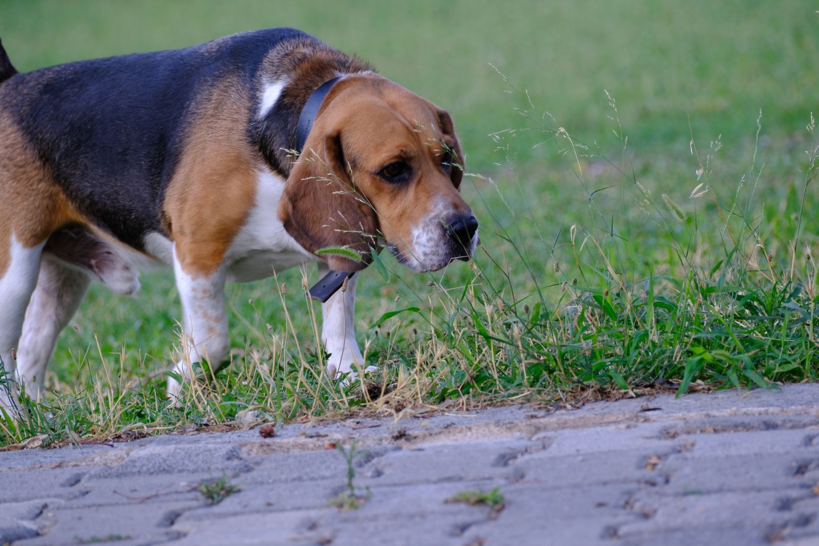 Hund schnüffelt an einem Sommertag neugierig im Gras einer Wiese