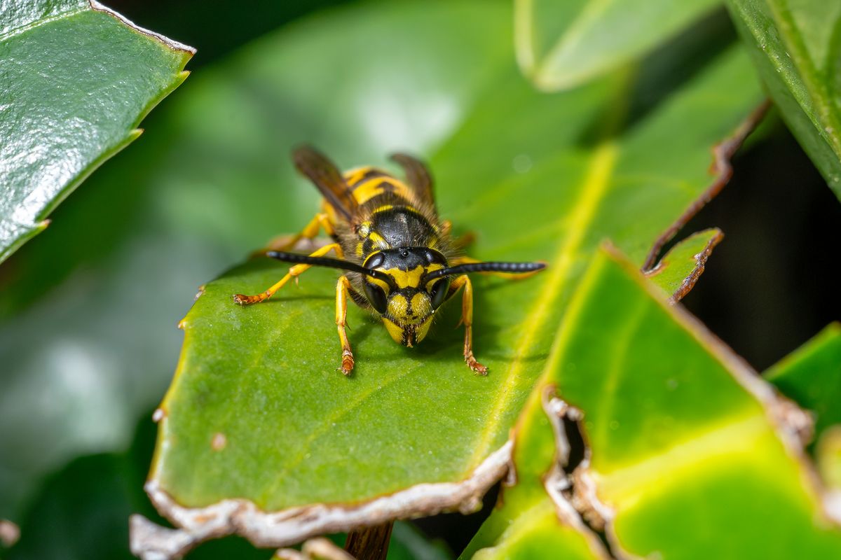 Nahaufnahme einer Wespe auf einem grünen Blatt