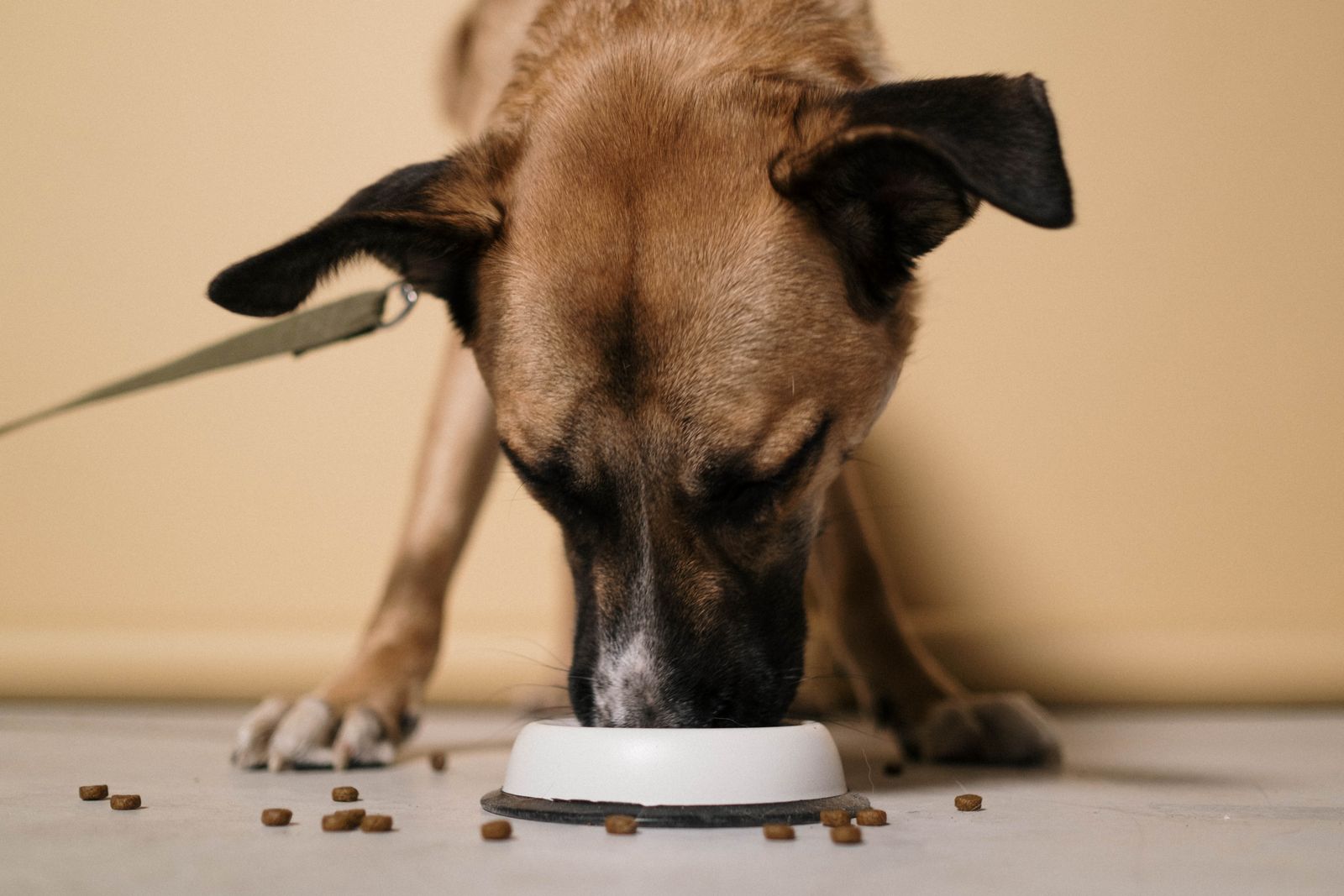 Brown dog eating dry food from a white bowl, how much should I feed my dog