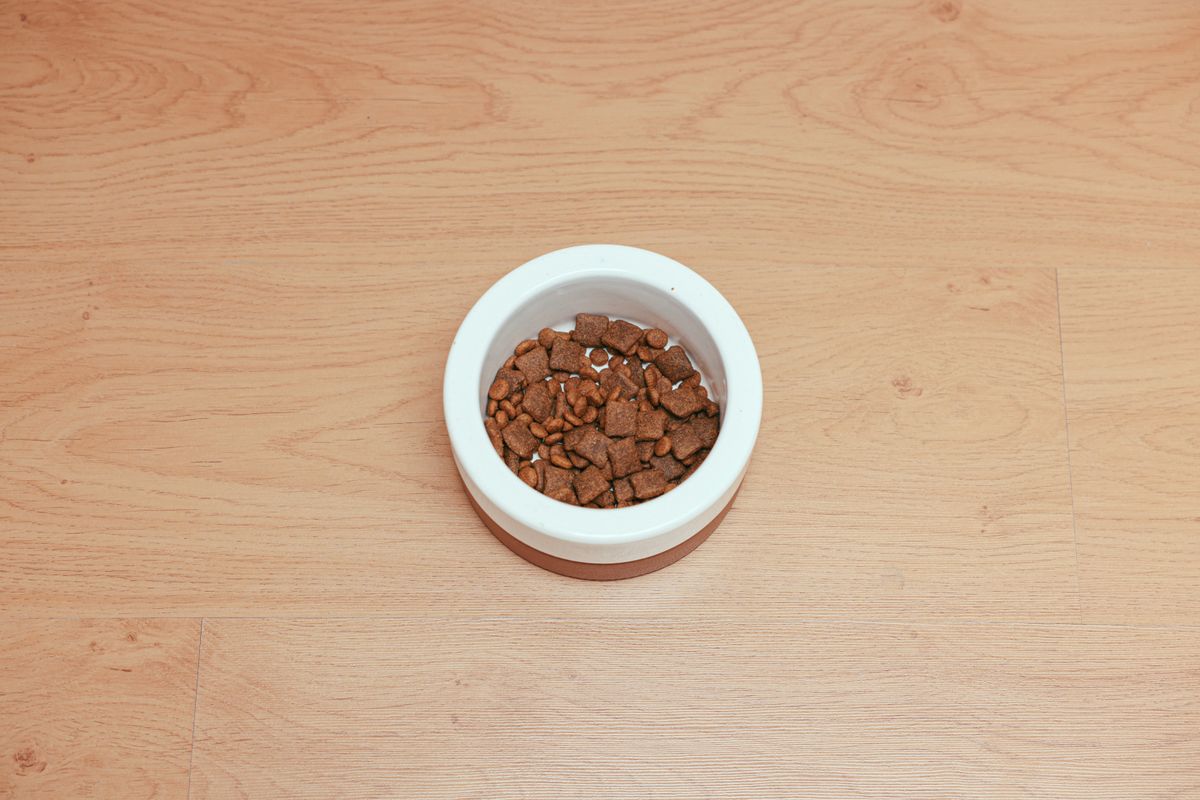 Measured portion of dry food in a white bowl on a wooden floor