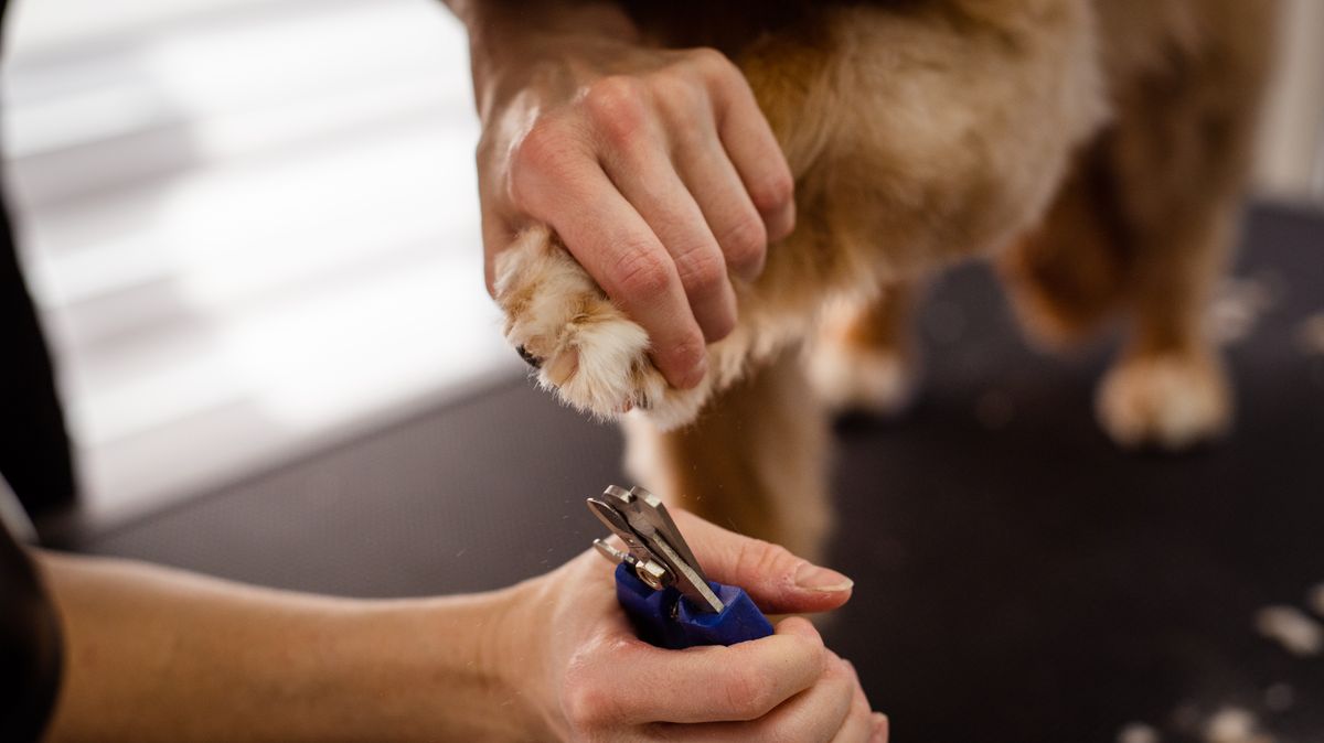 Ein Hund wird nach dem Spaziergang im Fell nach Zecken abgesucht