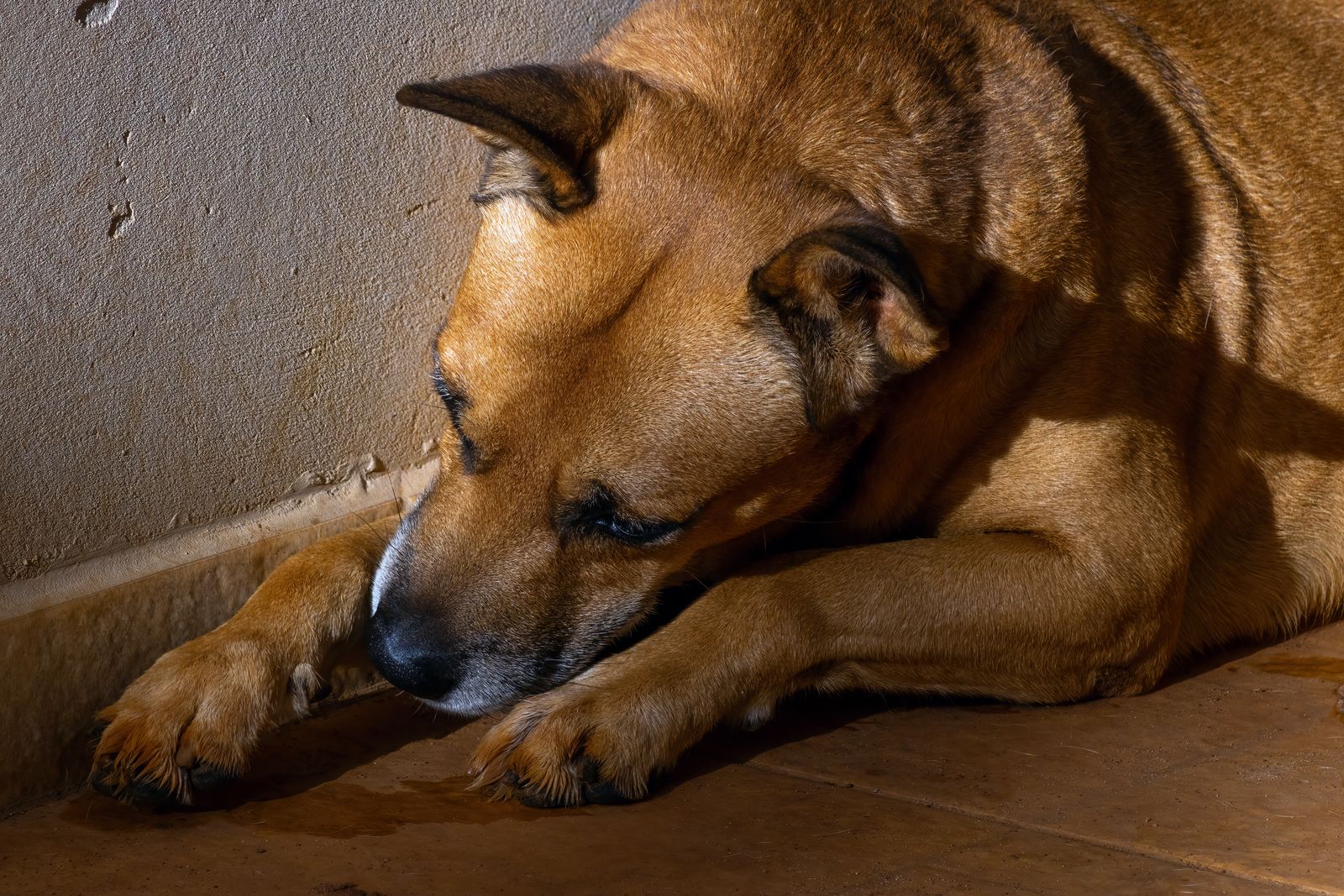 Tired dog curled up on the floor, illustrating kennel cough in dogs