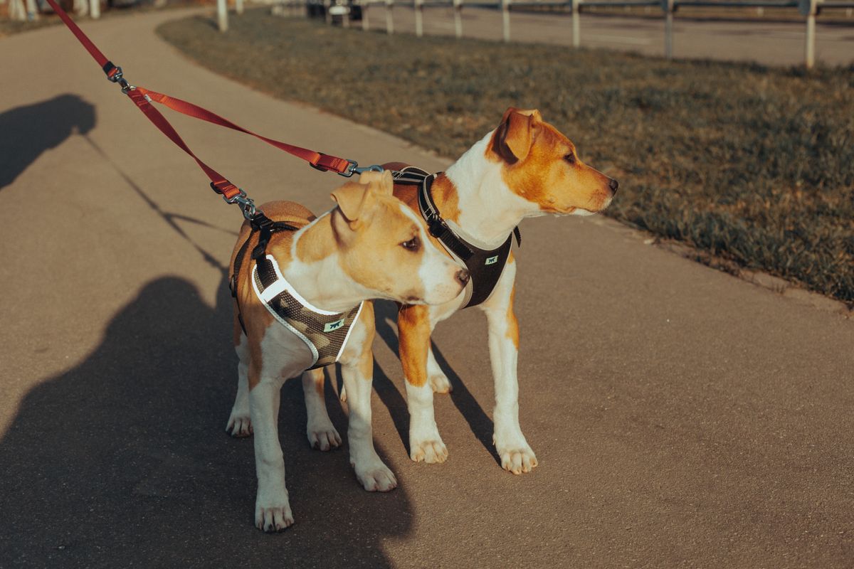 Two young dogs wearing harnesses on a leash on a walking path