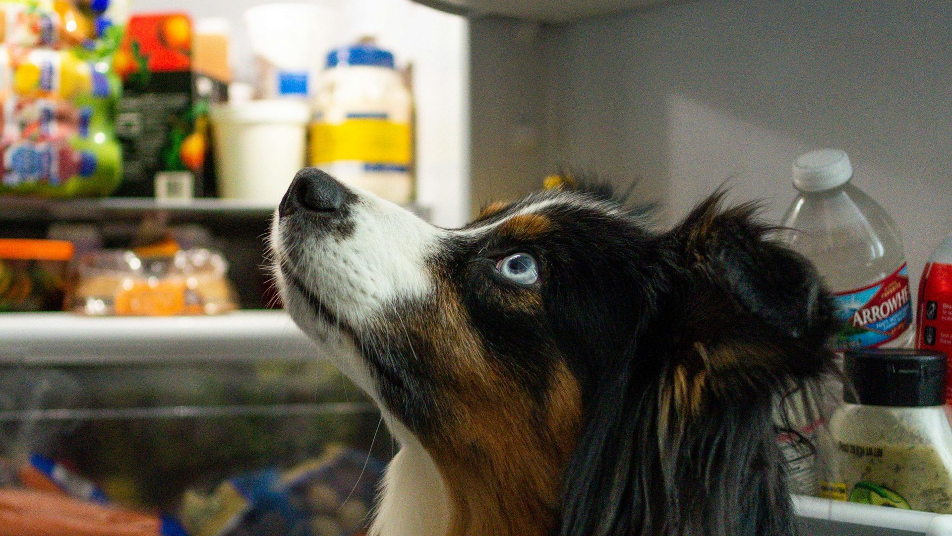 Australian Shepherd mit einem blauen Auge schaut neugierig in einen offenen Kühlschrank, Was dürfen Hunde essen