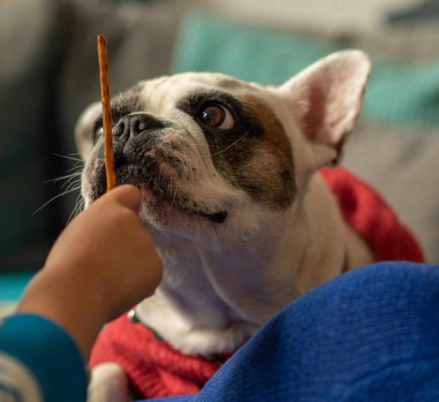 Französische Bulldogge schaut fokussiert auf einen kleinen Snack-Stick in der Hand