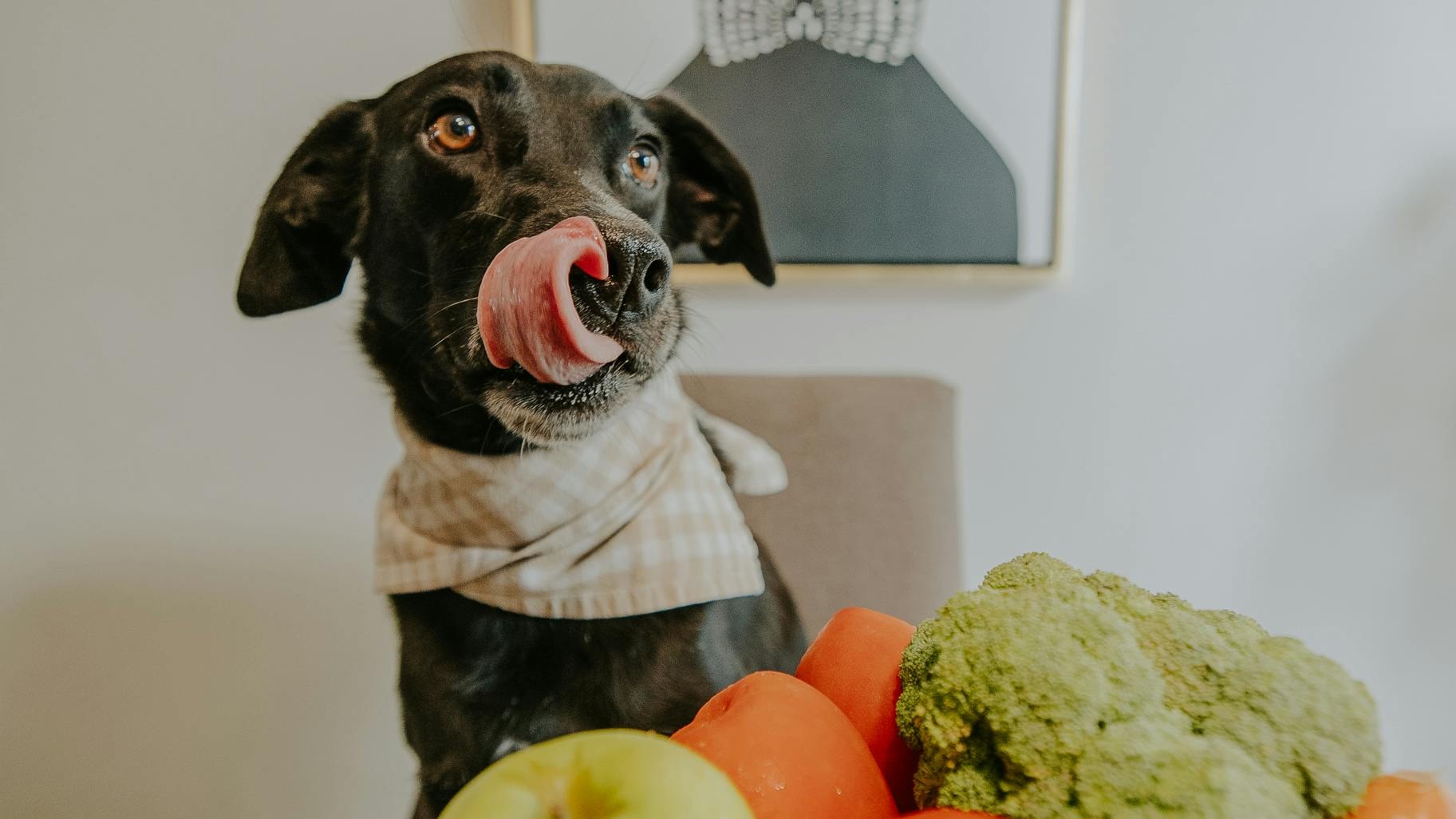 Schwarzer Hund mit Halstuch leckt sich erwartungsvoll die Lippen vor einem bunten Gemüse- und Obsthaufen